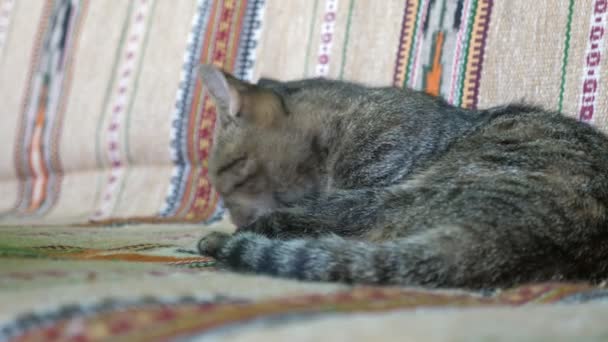 Striped Grey Cat Lying Folk Sofa Licking Its Paws Enthusiasm — Stock Video