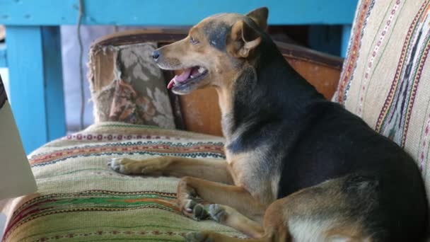 Alegre Perro Mestizo Negro Amarillo Acostado Sofá Casa Sintiéndose Bien — Vídeos de Stock