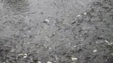 Bir sürü ringa balığı yaz mevsiminde bir balık bitkisinin göletinde enerjik bir şekilde zıplıyor. Büyük, karanlık bir havuza atlayan ringa balıklarının muhteşem manzarası. Yazın bir balık fabrikasında. Canlı ve etkileyici görünüyor..