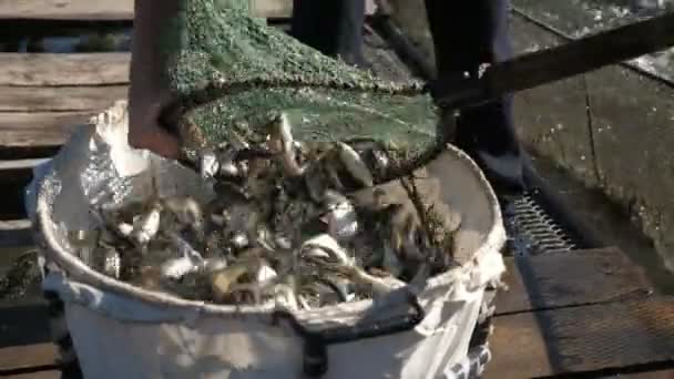 Homens Peixe Jogando Peixes Vivos Uma Rede Colher Outra Uma — Vídeo de Stock