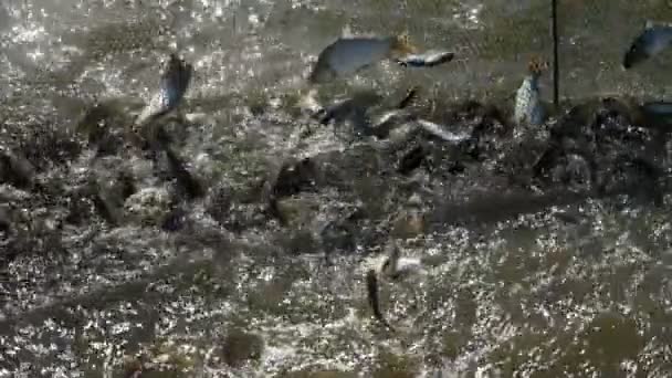 Peixes Arenque Assustados Estão Pulando Para Salvar Vida Uma Lagoa — Vídeo de Stock