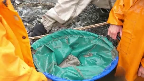 Pracovník Oranžové Pláštěnce Házející Ryby Pytle Sítě Sběrnou Síť Závodě — Stock video