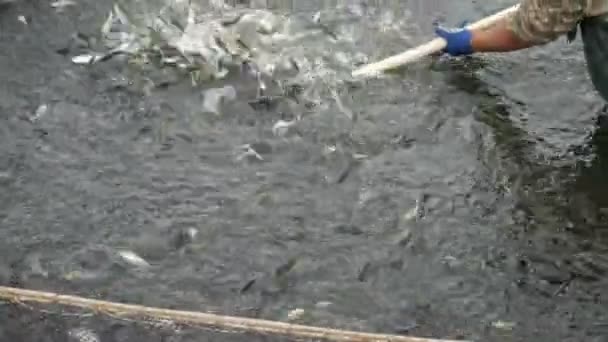 Летом Рыбном Заводе Замедленной Съемке Множество Рыбы Попадает Сетку Кольцом — стоковое видео