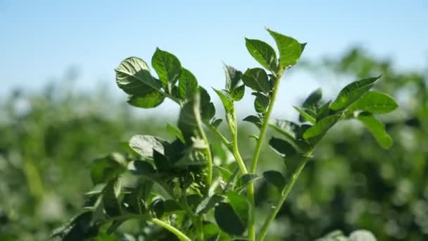 Plantas Batata Verde Saudáveis Balançando Sob Rajadas Vento Dia Ensolarado — Vídeo de Stock