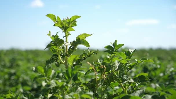 Zöld Burgonyanövények Integetnek Téli Puffanások Alatt Nyári Napsütéses Napon Slo — Stock videók