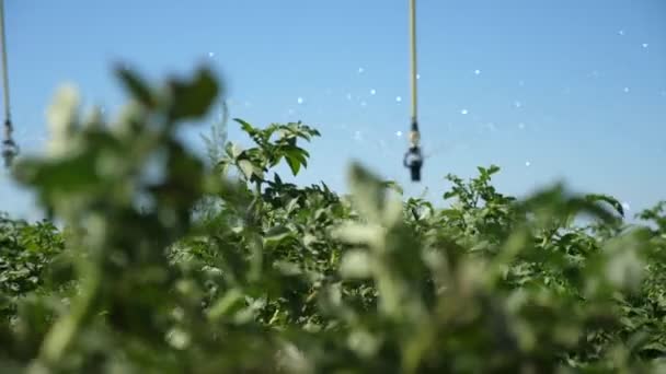 Actuele Sproeier Die Water Spuit Een Winderig Groen Aardappelveld Een — Stockvideo