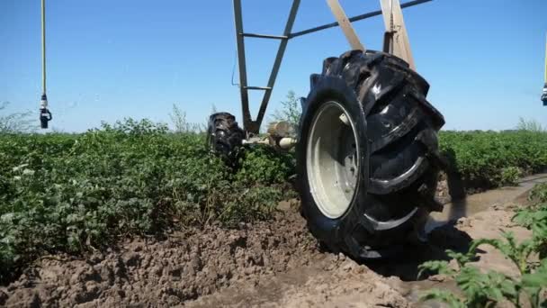 Crescer Batatas Verdes Uma Grande Roda Sistema Pulverização Campo Verão — Vídeo de Stock