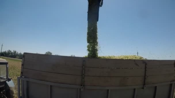 稻谷从管子里掉进绿色农田里的一个大牵引机箱里 夏天阳光灿烂的日子里 稻谷的通量掉进了一个巨大的牵引机箱里 看起来很好 — 图库视频影像