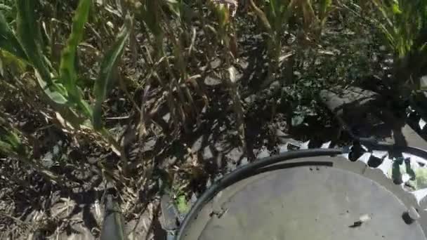 Rodas Engrenagem Afiadas Cortando Picos Arroz Maduro Campo Verde Dia — Vídeo de Stock