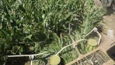 Yazın yeşil bir tarlada pirinç dikenleri kesen özel pirinç hasadını birleştiren özel pirinç ekicileri yazın güneşli bir günde büyük yeşil tarım alanında pirinç dikenleri topluyor. Profesyonel görünüyor..