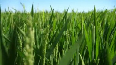 Sınırsız yeşil pirinç bölgesi yazın güneşli bir günde rüzgarda sallanıyor. Ufuk göstermeyen yeşil pirinç tarlası manzaralı etkileyici bir kukla. Güneşli bir yaz gününde sivri uçlu çiviler, ışıldayan ışınları emiyor. İlham verici ve iyi görünüyor..