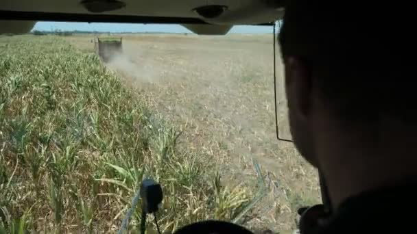 在夏天的绿地上 联合收割机驾驶员坐在驾驶舱里 保持方向盘 同时在夏天的田里用轮转的方式收集稻谷 这给人的印象深刻 — 图库视频影像