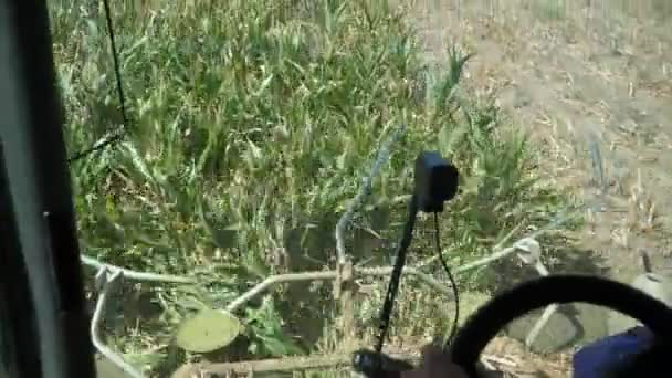 여름에 수확기 운전자를 고용하여 위에서 자르고 여름에 옥수수 밭에서 회전하는 — 비디오