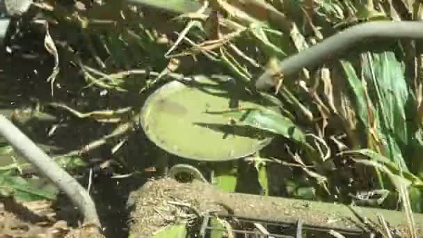 Άτυπη Ρύζι Συνδυάζουν Συγκομιδή Κοπής Ρυζιού Αιχμές Στο Πράσινο Πεδίο — Αρχείο Βίντεο