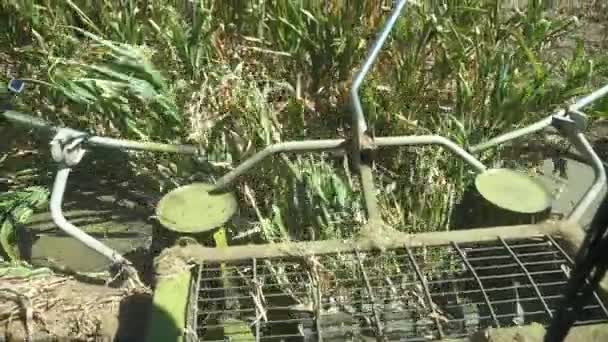 수확하는 사람들이 여름에 논에서 모으는 수있는 최초의 수확기와 여름의 날에는 — 비디오
