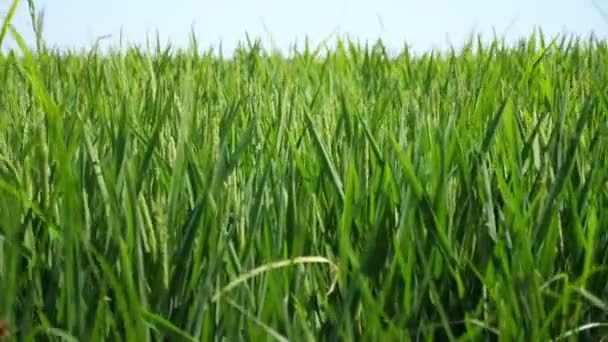 Güneşli Bir Günde Rüzgarda Sallanan Sivri Uçlu Yeşil Pirinç Tarlası — Stok video