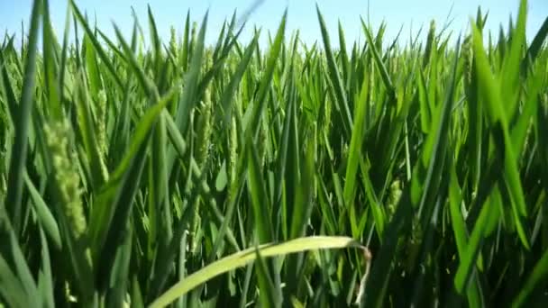 Cheery Rice Spikes Waving Large Agricultural Field Sunny Day Summer — Stock Video