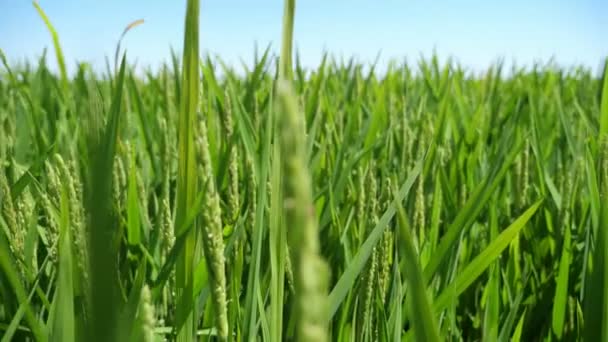 Bons Picos Arroz Balançando Grande Campo Agrícola Dia Ensolarado Verão — Vídeo de Stock