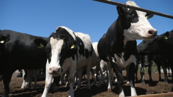 Veel Koeien Die Een Grote Boerderij Buiten Staan Ontspannen Een — Stockvideo