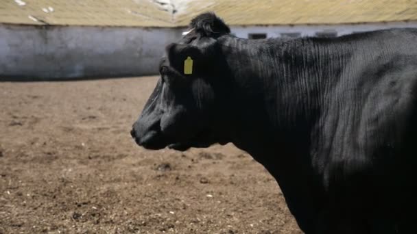 Przemyślana Krowa Stojąca Jedząca Siano Dużym Gospodarstwie Świeżym Powietrzu Zwolnionym — Wideo stockowe