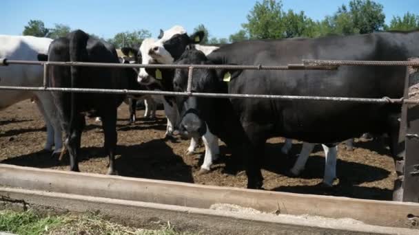 Twee Zwart Witte Koeien Naderen Camera Een Groot Agroterritorium Slo — Stockvideo