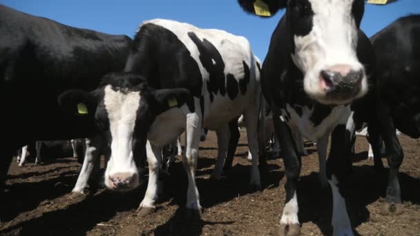 Curiosa Vaca Preta Branca Aproximando Câmera Uma Grande Área Fazenda — Vídeo de Stock