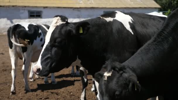 Verschillende Koeien Staan Een Grote Boerderij Buiten Ontspannen Zomer Slo — Stockvideo
