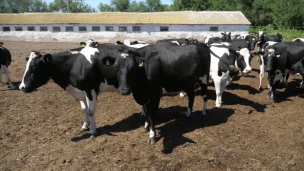 Rebanho Vacas Uma Grande Fazenda Livre Bronzeamento Verão Slo Vista — Vídeo de Stock