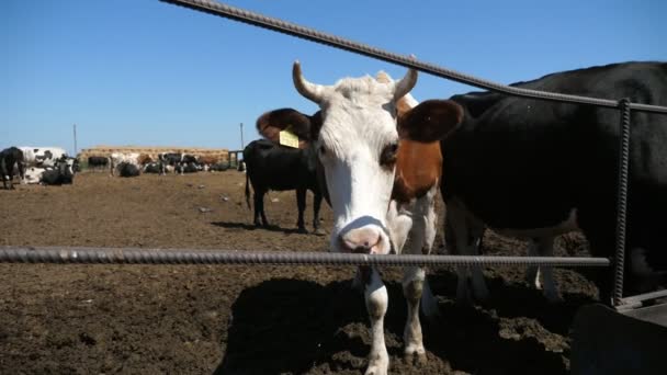 面白い白と茶色の牛がスロで大規模な農場でカメラから戻ってくる若い白と茶色の牛のエキサイティングなクローズアップカメラから背を向けて長い角を持つ若い白と茶色の牛 夏の晴れた日に農業農場で他の牛に移動します — ストック動画