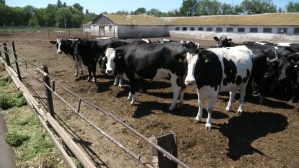 Veel Koeien Staan Een Grote Boerderij Buiten Kijken Zomer Rond — Stockvideo