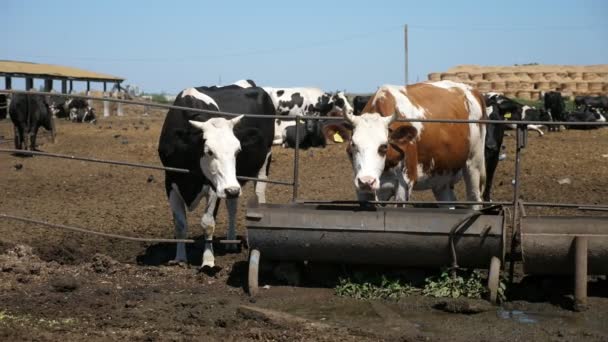 Duas Vacas Esperando Por Feno Cochos Metálicos Longos Livre Slo — Vídeo de Stock