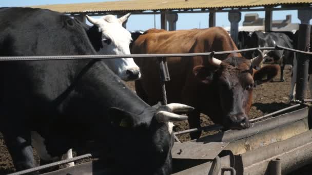 Молочні Корови Стоять Їдять Соломинку Довгих Металевих Лотків Відкритому Повітрі — стокове відео