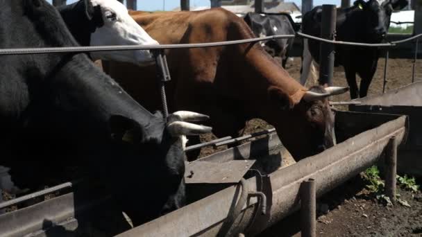 Grote Koeien Die Buiten Staan Hooi Eten Van Lange Metalen — Stockvideo