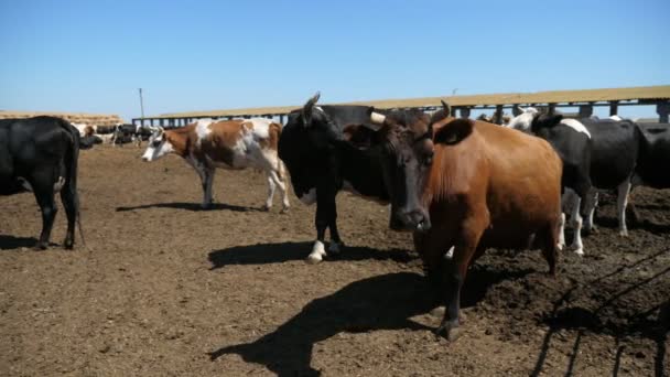 カメラに近づいて 長い角を持つ大きな茶色の牛の農場に頭を回す茶色の牛が近づいて カメラの匂いを嗅ぎ 夏には近くに多くの牛が立っている農業農場で頭を回します — ストック動画