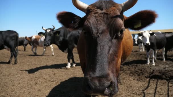 Grande Vaca Marrom Girando Sua Cabeça Excitada Uma Grande Área — Vídeo de Stock