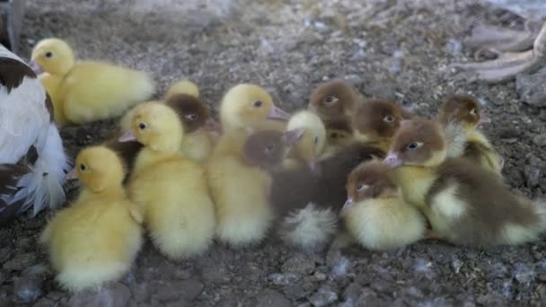 Cheery Ducklings Sitting Together Farm Yard Pecking Each Other Joyful — Stock Video