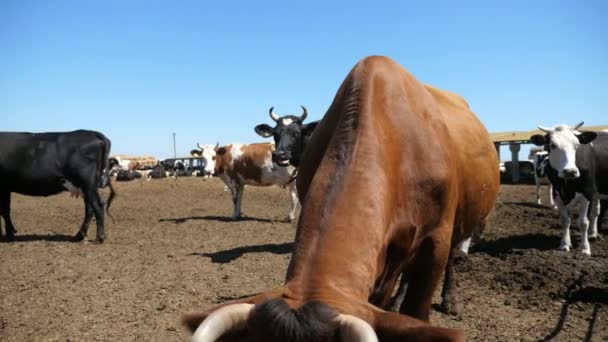 Funny Brown Cow Smelling Approaching Camera Big Farm Area Slo — Stock Video