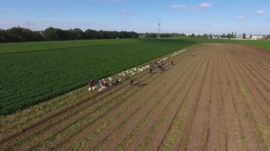 Yazın güneşli bir günde, büyük bir tarlada patatesleri toplayan işçilerin havadan çekilmiş görüntüleri. Ufsuz bir tarlaya bakan etkileyici bir kuş bakışı. Yazın güneşli bir günde, birçok insan büyük beyaz çuvallarda patates topluyor. Neşeli ve güzel görünüyor..