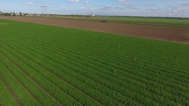 Luchtfoto Van Enorme Rijpe Landbouwveldlijnen Een Zonnige Dag Hete Zomer — Stockvideo