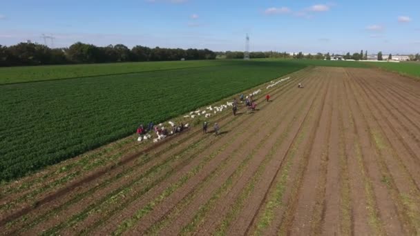 Aerial Shot Workers Gathering Potatoes Big Field Sunny Day Summer — Stock Video