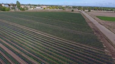 Güneşli bir günde, ufuksuz bir havuç tarlası ve diğer büyük tarım arazilerinin havadan çekilmiş görüntüsü. Güneşli bir yaz gününde, dev yeşil havuç bölgesi ve diğer tarımsal alanlara bakan görkemli bir kuş bakışı. Güzel görünüyor..