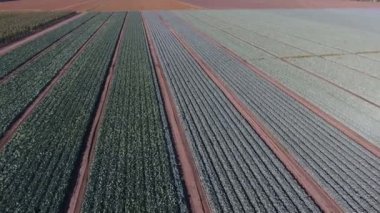 Yazın güneşli bir günde, yeşil bir elma orkasının düz hava görüntüsü. Güneşli bir yaz gününde, yüksek bir havada uçan bir dronun uzun düz çizgileriyle devasa yeşil bir elma bahçesinin fevkalade kuş bakışı görüntüsü. Güzel görünüyor..