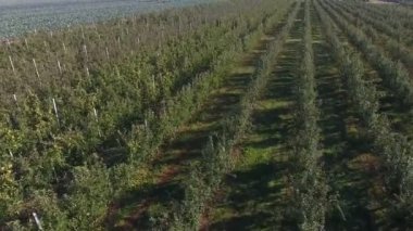 Güneşli bir yaz gününde güneşli bir günde, güneşli ve temiz bir yeşil elma orkasının havadan çekilmiş görüntüsü açık mavi gökyüzü olan güneşli bir yaz gününde alçaktan uçan bir drondan dev yeşil bir elma bahçesinin muhteşem kuş bakışı görüntüsü. İlham verici ve iyi görünüyor..