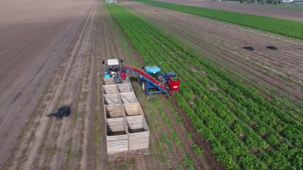 Luchtfoto Van Gecombineerde Oogstmachine Mensen Een Tractor Die Zomer Wortelen — Stockvideo