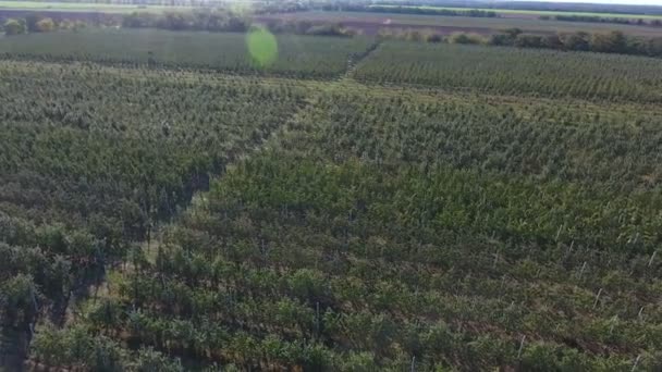 Flygfoto Ett Gränslöst Äpple Orchad Och Andra Agro Fält Solig — Stockvideo