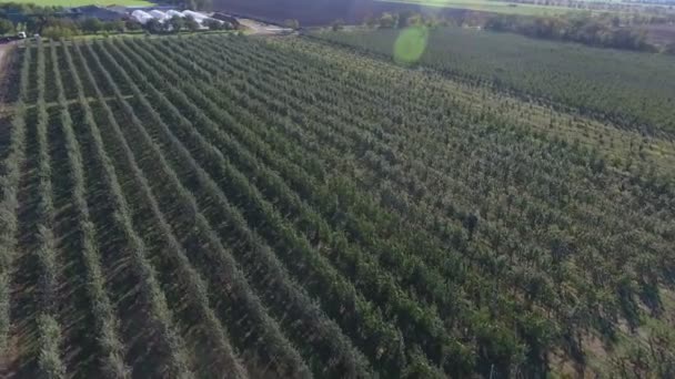 Strzał Powietrza Bezpoziomowego Zielonego Sadu Jabłkowego Słoneczny Dzień Gorące Lato — Wideo stockowe