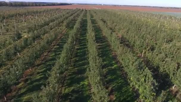 무궁무진 사과가 셀레스트 스카이라인과 드론에서 수평으로 사과과 수원의 모습을 공중에서 — 비디오