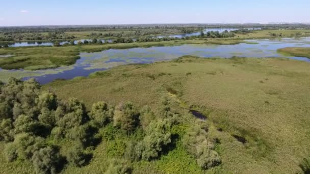 Foto Aérea Humedal Caña Territorio Dnipro Día Soleado Verano Vista — Vídeos de Stock