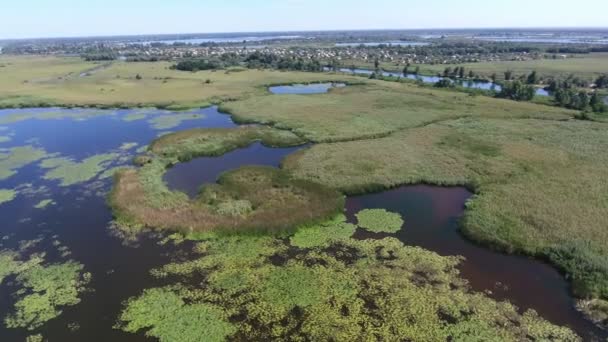 Fotografia Aérea Zonas Húmidas Sedge Área Dnipro Dia Ensolarado Verão — Vídeo de Stock