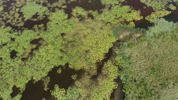 Aerial Shot Wetland Lily Leaves Dnipro Basin Sunny Day Summer — Stock Video